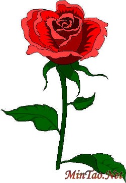 flower1.jpg (21999 ֽ)